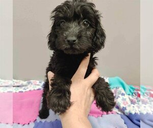 Goldendoodle (Miniature) Dogs for adoption in St. Louis Park, MN, USA