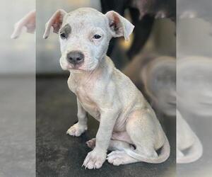 American Staffordshire Terrier-Unknown Mix Dogs for adoption in San Antonio, TX, USA