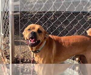 Mastiff Dogs for adoption in San Antonio, TX, USA
