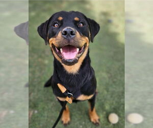 Rottweiler Dogs for adoption in Lakewood, CO, USA