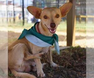 Chihuahua-Unknown Mix Dogs for adoption in San Antonio, TX, USA