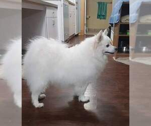 American Eskimo Dog Dogs for adoption in Pikesville, MD, USA