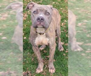 Mutt Dogs for adoption in Akron, OH, USA