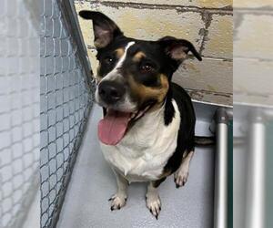 American Pit Bull Terrier-Unknown Mix Dogs for adoption in Tulsa, OK, USA