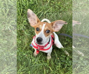 Raggle Dogs for adoption in Wakefield, RI, USA