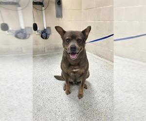 German Shepherd Dog-Unknown Mix Dogs for adoption in Conroe, TX, USA