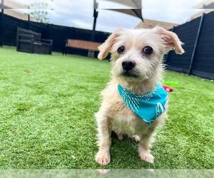 Cairn Terrier-Unknown Mix Dogs for adoption in Orange, CA, USA