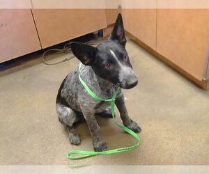 Australian Cattle Dog Dogs for adoption in Sacramento, CA, USA