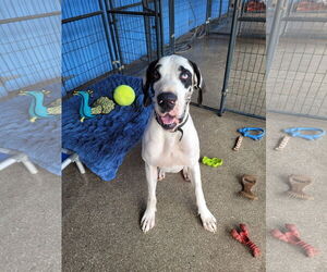 Great Dane Dogs for adoption in Palm Beach, FL, USA