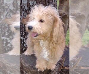 Poochon Dogs for adoption in Cumming, GA, USA