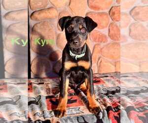 Rottweiler-Unknown Mix Dogs for adoption in Minneapolis, MN, USA