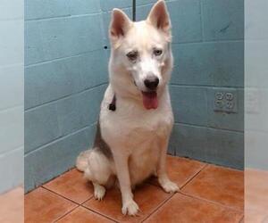 Siberian Husky-Unknown Mix Dogs for adoption in Downey, CA, USA