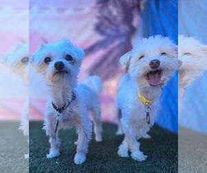 Maltese Dogs for adoption in Phoenix, AZ, USA