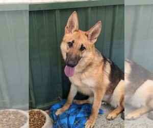 German Shepherd Dog Dogs for adoption in Osgood, IN, USA