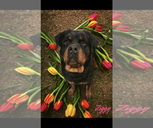 Rottweiler Dogs for adoption in Alexander, AR, USA