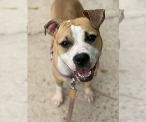 American Staffordshire Terrier Dogs for adoption in Lawrenceville, NJ, USA