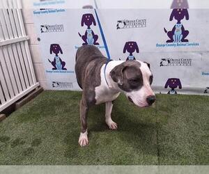 American Pit Bull Terrier-Unknown Mix Dogs for adoption in Orlando, FL, USA