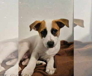 Mutt Dogs for adoption in New London, WI, USA