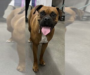 Boxer Dogs for adoption in Forestville, MD, USA