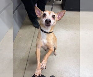 Chihuahua-Unknown Mix Dogs for adoption in Pierceton , IN, USA