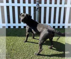Labrador Retriever-Unknown Mix Dogs for adoption in Modesto, CA, USA