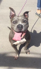 American Staffordshire Terrier-Unknown Mix Dogs for adoption in Las Vegas, NV, USA