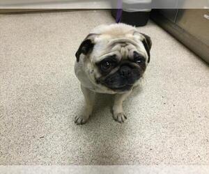 Pug Dogs for adoption in Riverside, CA, USA