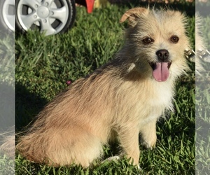 Shiffon Dogs for adoption in Palo Alto, CA, USA