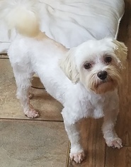 Maltese Dogs for adoption in Alexandria, KY, USA