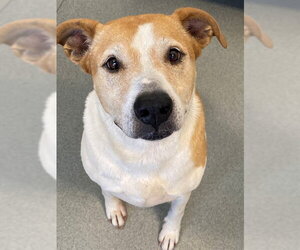 Labrador Retriever-Unknown Mix Dogs for adoption in Fayetteville, NC, USA