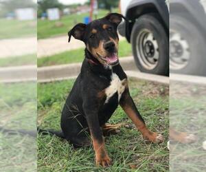Sheprador Dogs for adoption in Arlington, TX, USA