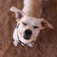 Puggle Dogs for adoption in Kanab, UT, USA