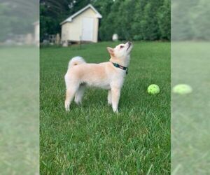 Shiba Inu Dogs for adoption in Lewistown, PA, USA