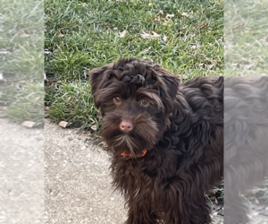 Mutt Dogs for adoption in Wheaton, IL, USA