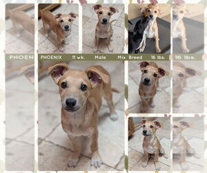 Mutt Dogs for adoption in Mesa, AZ, USA