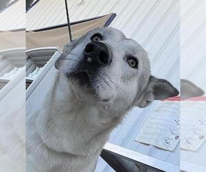 Siberian Husky-Unknown Mix Dogs for adoption in Bakersfield, CA, USA