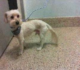 Maltese Dogs for adoption in Bronx, NY, USA