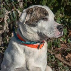 Lab-Pointer Dogs for adoption in Maryville, TN, USA