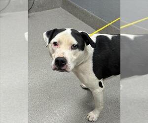 American Pit Bull Terrier-Unknown Mix Dogs for adoption in Las Vegas, NV, USA