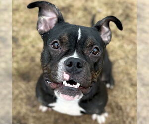 Mutt Dogs for adoption in Jefferson, WI, USA
