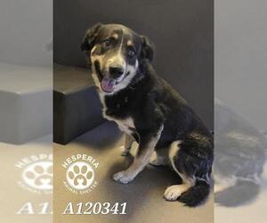 German Shepherd Dog-Unknown Mix Dogs for adoption in HESPERIA, CA, USA