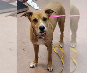 Australian Cattle Dog-Labrador Retriever Mix Dogs for adoption in Ogden, UT, USA