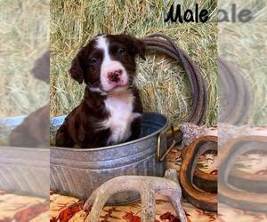 Borador Dogs for adoption in vacaville, CA, USA