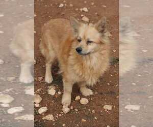 Medium Photo #1 Pomeranian-Unknown Mix Puppy For Sale in Corpus Christi, TX, USA