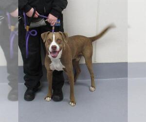 American Pit Bull Terrier Dogs for adoption in Louisville, KY, USA