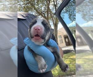 Labrador Retriever-Unknown Mix Dogs for adoption in Houston, TX, USA