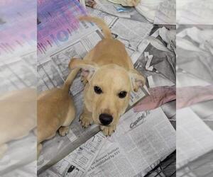 Bocker Dogs for adoption in SHERBURNE, NY, USA