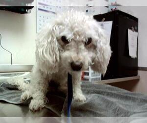 Poodle (Miniature)-Unknown Mix Dogs for adoption in Martinez, CA, USA