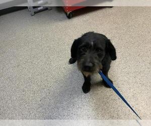 Border Terrier Dogs for adoption in Visalia, CA, USA