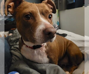 Dachshund-Unknown Mix Dogs for adoption in Brooklyn Center, MN, USA